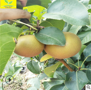 梨樹(shù)苗 農(nóng)戶(hù)自家種植皇冠梨樹(shù)苗05 08 1 1.5公分梨樹(shù)苗