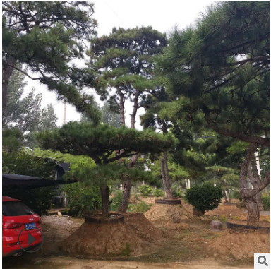 現(xiàn)貨供應(yīng)造型松園林綠化造型優(yōu)美造型松基地批發(fā)
