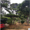 現(xiàn)貨供應(yīng)造型松園林綠化造型優(yōu)美造型松基地批發(fā)