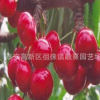 矮化櫻桃樹苗2公分 4 6 5 10公分早大果櫻桃樹苗 多分枝高產易活