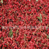 大量批發麻辣花椒苗 無刺花椒樹 山東花椒苗供應基地