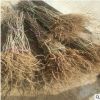 *供應占地紫藤樹 爬藤植物 1公分 2 3 4 5 6公分紫藤樹 造型紫藤