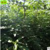 供應(yīng)重慶九葉青花椒苗 05-1公分規(guī)格抗病能力強(qiáng)50cm高花椒苗