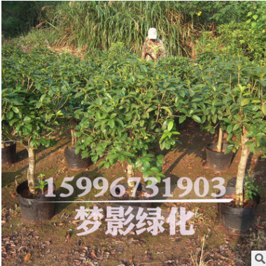 精品桂花 修剪成型 冠幅飽滿8-20公分八月桂花樹(shù)苗等 超過(guò)成活率