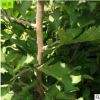 園藝場批發供應綠化苗黃櫨樹苗 綠化工程園林美化黃櫨樹苗