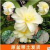廠家銷售新品種茶花詩夢(mèng) 品種浪漫佳人茶花