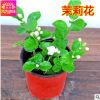 茉莉花苗 室內花卉盆栽綠植 重瓣四季開花庭院植物芳香 凈化空氣