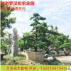 苗圃批發多品種造型羅漢松盆景 小區家庭小型定值羅漢松苗木花卉