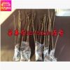 批發精品牡丹花苗 白雪塔 盆栽花卉 5-7年苗 洛陽 菏澤 芍藥花苗