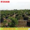 優質大量臺灣日本羅漢松樹苗 造型景觀米葉羅漢松苗木成活率高