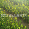 枸橘苗基地直銷根系好南北方種植枸橘苗現挖現賣量大優惠枸橘苗