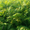 紅油香椿苗基地直銷矮化香椿苗可大棚種植地栽盆栽味道好香椿苗