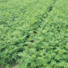 九葉青花椒苗山東基地直銷根系好產量高花椒苗豐產穩豐優質花椒苗