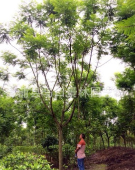 景林園藝場基地批發(fā)質(zhì)量保證地苗/袋苗藍花楹