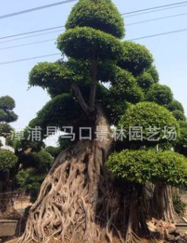 景林園藝場基地低價批發(fā)質(zhì)量保證地苗/盆景苗榕樹