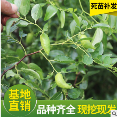 供應果樹苗棗苗 大棗樹苗 良種棗子苗大棗苗 地栽盆栽小苗結果苗