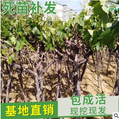 批發樹形葡萄小苗各類果樹苗品種齊全 庭院盆栽南方北方地栽種植