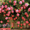 批發藤本小女孩 爬藤多花月季小紅花 大型薔薇盆栽微型月季花苗