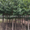 樂(lè)昌含笑樹苗批發(fā)工程綠化苗木 高桿樂(lè)昌含笑小苗 常綠景觀樹