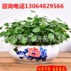 銅錢草水培室內(nèi)心形草小盆栽植物種子四季辦公室金錢草防輻射耐寒
