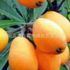 出售枇杷樹苗新品種長紅三號五星批把苗果樹苗枇杷苗基地直銷