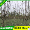 基地直銷2-4公分西府海棠 落葉性 綠化工程批發(fā)