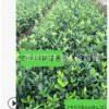 供應大葉黃楊小苗 量大從優(yōu) 工程綠化苗木