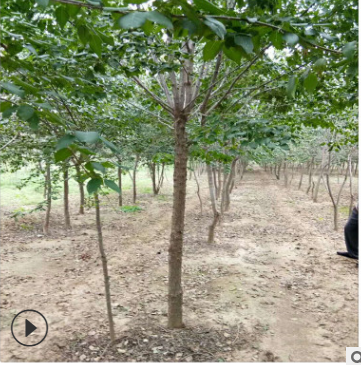 暴馬丁香基地暴馬丁香價(jià)格 質(zhì)優(yōu)價(jià)廉發(fā)貨快暴馬丁香