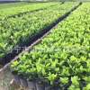 龍船花小苗 小區(qū)綠化工程苗木 袋苗 仙丹花苗