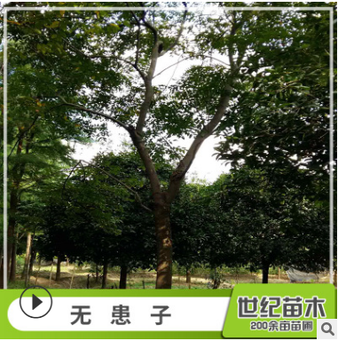無患子 無患子樹苗 園林綠化無患子風景樹