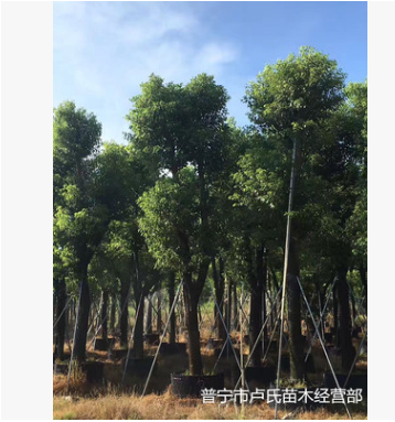 供應(yīng)地苗袋苗骨架香樟樹木本地自家種植銷售園林綠化工程