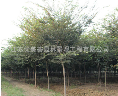 櫸樹樹苗批發工程綠化苗木紅櫸樹苗庭蔭街道防護樹 櫸樹小苗