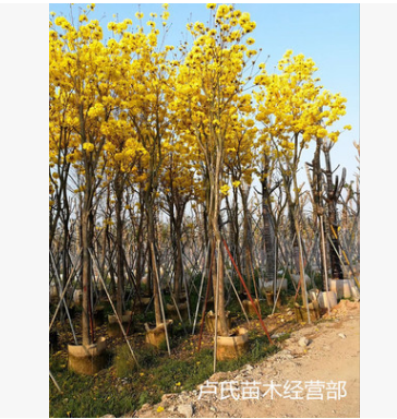 本場供用黃花風(fēng)鈴木樹苗行道樹綠化鄉(xiāng)村綠化苗木