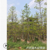 產(chǎn)地直銷現(xiàn)貨（尖葉杜英）綠化園林喬木袋苗地苗支持看現(xiàn)貨