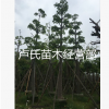 苗木現(xiàn)貨（本地木棉）落葉喬木園林綠化行道樹袋苗移植苗規(guī)格齊全
