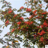大紅袍花椒苗批發(fā)品種純正價(jià)低無刺花椒苗價(jià)格低高產(chǎn)九葉青花椒苗