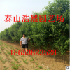 長期供應(yīng)優(yōu)質(zhì)綠化苗龍柱碧桃 工程綠化苗龍珠碧桃