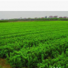 供應(yīng)優(yōu)質(zhì)綠化爪子黃楊苗 專業(yè)銷售爪子黃楊苗
