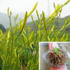 供應(yīng)黃花菜大花萱草種子地被類花卉生長能力強 黃花菜種苗
