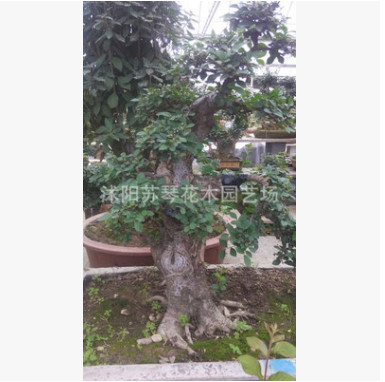 榆樹盆景粗干樹樁矮身霸氣植物春榆白榆盆栽樹苗室內(nèi)陽(yáng)臺(tái)綠植花卉