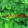 艾草種子艾葉香草遏草驅(qū)蚊陽(yáng)臺(tái)盆栽泡澡食用青團(tuán)香艾中藥四季播種