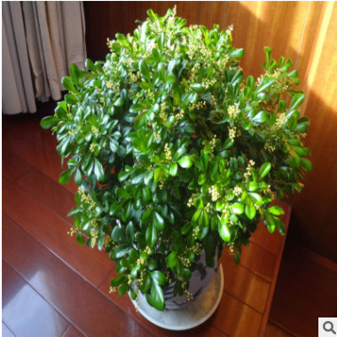 米蘭花苗 室內(nèi)芳香米蘭花盆栽綠植 米蘭盆景 米蘭花四季常青