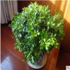 米蘭花苗 室內(nèi)芳香米蘭花盆栽綠植 米蘭盆景 米蘭花四季常青