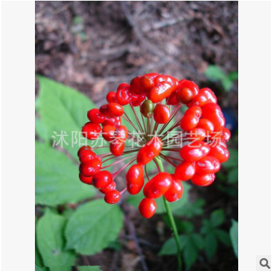 人參種子 陽(yáng)臺(tái)庭院花卉盆栽 名貴藥材種子 長(zhǎng)白山人參 包出芽