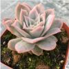 玫瑰女王 正品多肉植物 兩頭多肉植物 花卉盆景批發(fā) 室內(nèi)盆景花卉