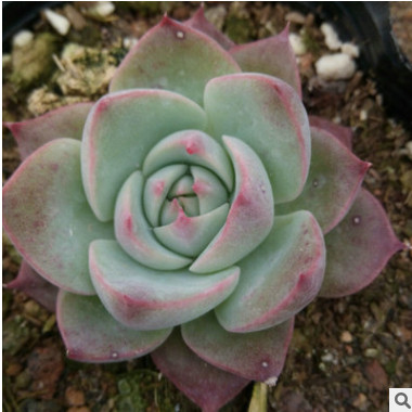 吉娃娃 多肉植物批發(fā) 植物盆栽植物辦公室內(nèi)懶人綠植花卉小盆栽