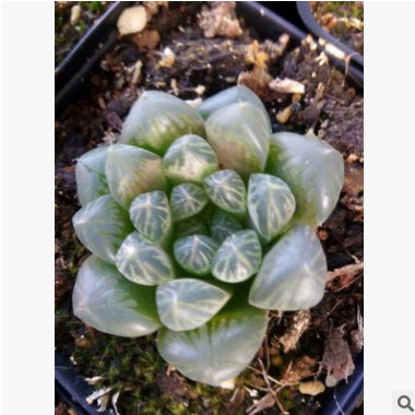 基地直銷 紅絲玉露 多肉植物玉露 迷你植物辦公室盆栽 室內(nèi)盆景