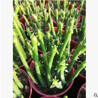 多肉植物 光棍樹珊瑚棍 室內(nèi)多肉組合盆栽 防輻射綠植批發(fā)珊瑚樹