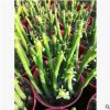 多肉植物 光棍樹(shù)珊瑚棍 室內(nèi)多肉組合盆栽 防輻射綠植批發(fā)珊瑚樹(shù)