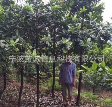 基地直銷大葉冬青苦丁茶苗木規(guī)格5-15公分苦丁茶樹苗